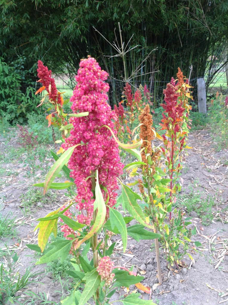 A belíssima florada da quinoa The most beautiful flowering of the quinoa