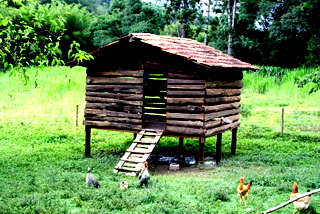 O galinheiro Our chicken coop