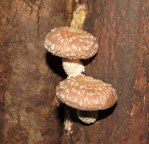 Cogumelos shitake prontos para serem colhidos Our Shiitake mushroom ready to be harvested