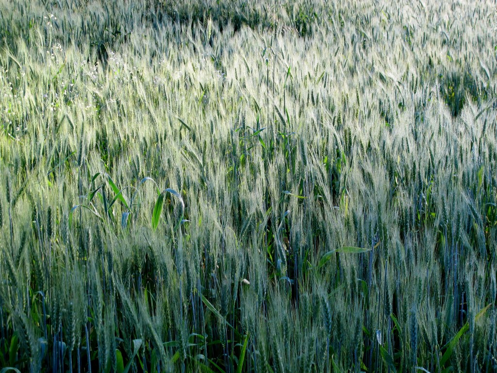 Nosso trigo crescendo Our wheat growing