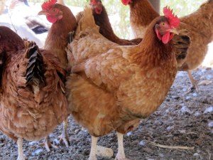 Nossas galinhas poedeiras Our aying hens