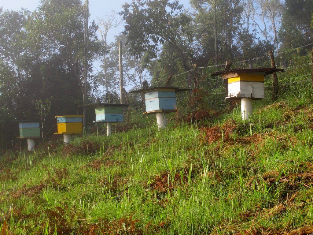 Colméias onde o mel é produzido Our bee hives