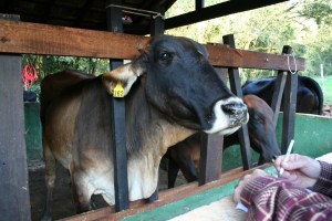 Nossa Vaca Leiteira Our Milking Cow