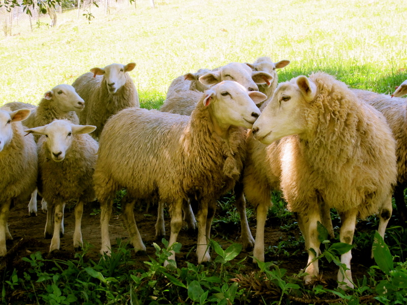 Nossas ovelhas da raça Texel / Our Texel sheep