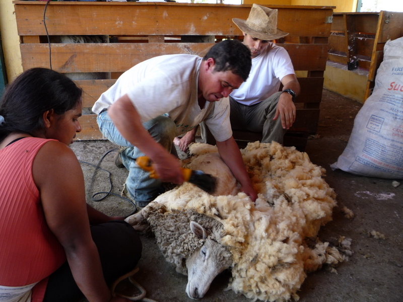 Tosquia / Shearing
