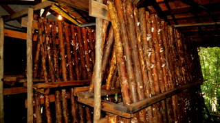 Produção de Shiitake