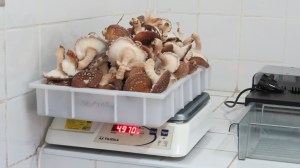 Produção de Shiitake