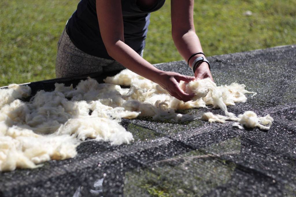 Colocando a lã para secar no jirau / laying wool to dry outside
